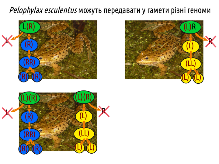 PhisTech 11