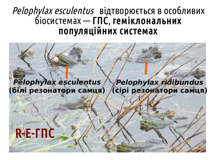 PhisTech 14