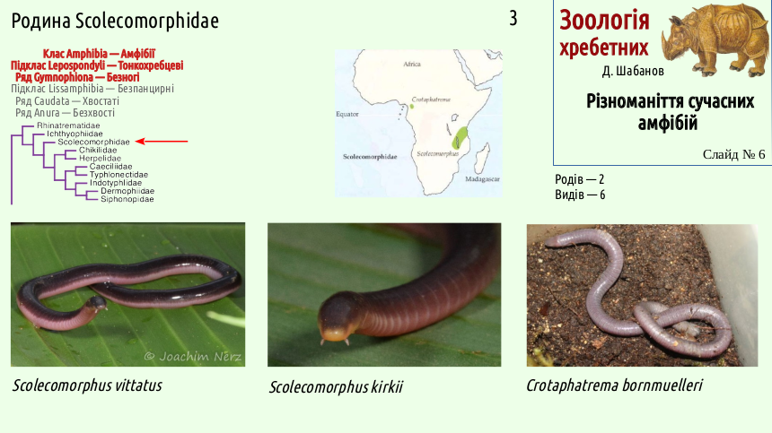 Recent Amphibians 06