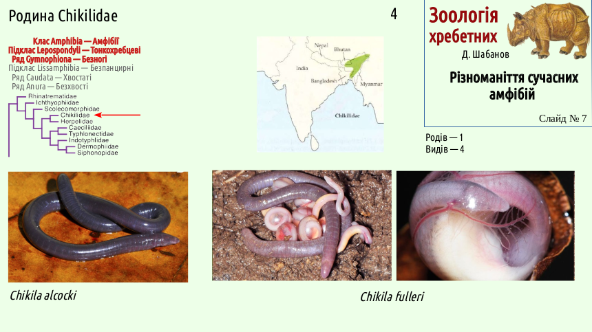 Recent Amphibians 07
