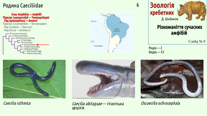Recent Amphibians 09