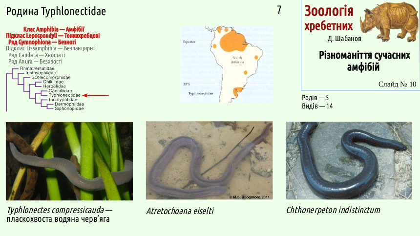 Recent Amphibians 10