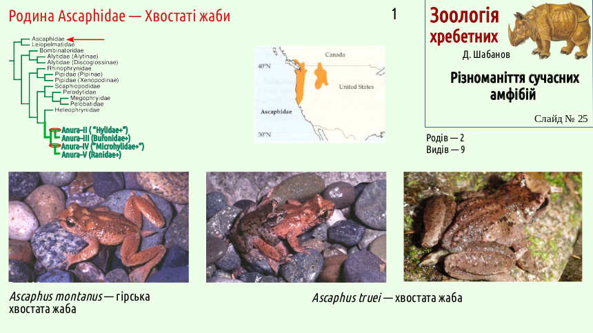 Recent Amphibians 25