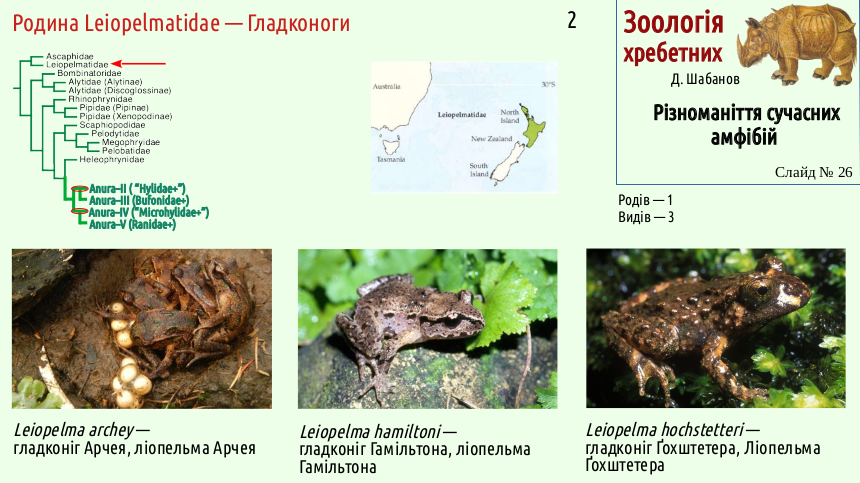 Recent Amphibians 26