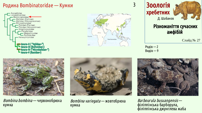 Recent Amphibians 27