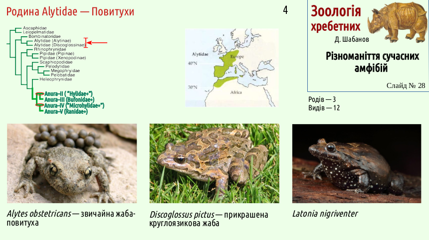 Recent Amphibians 28