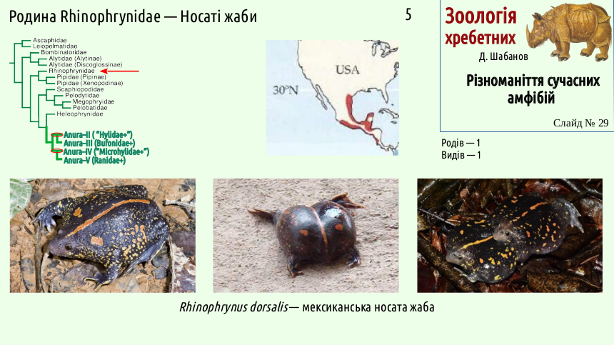 Recent Amphibians 29