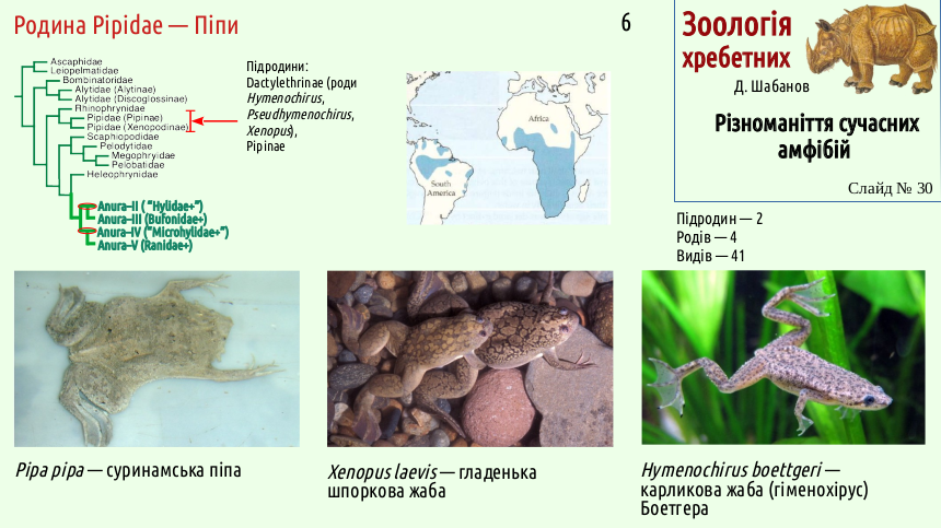 Recent Amphibians 30
