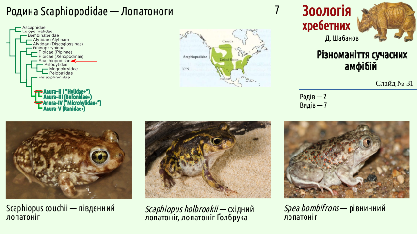 Recent Amphibians 31