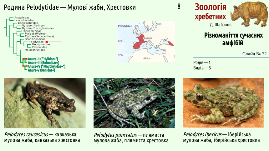 Recent Amphibians 32