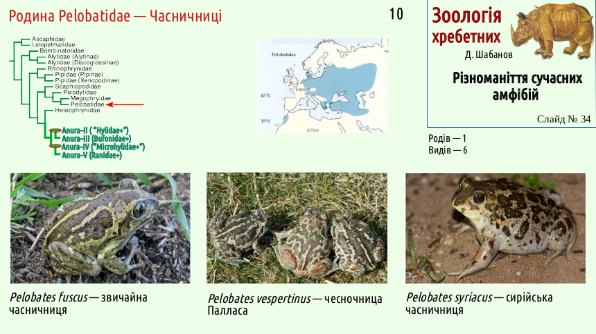 Recent Amphibians 34