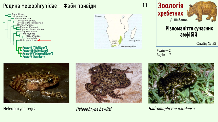 Recent Amphibians 35