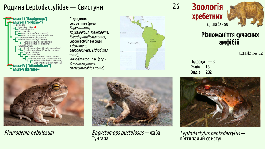 Recent Amphibians 52