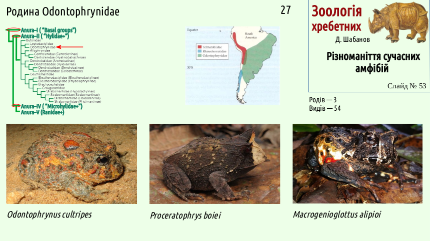 Recent Amphibians 53