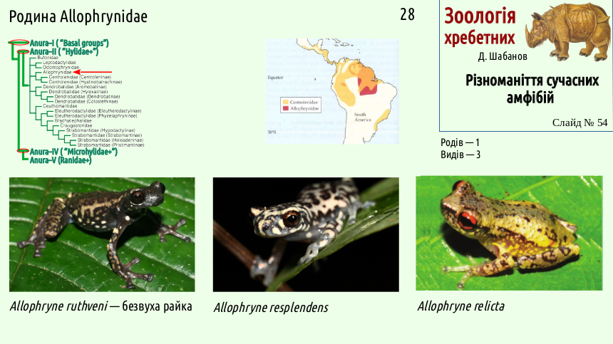 Recent Amphibians 54