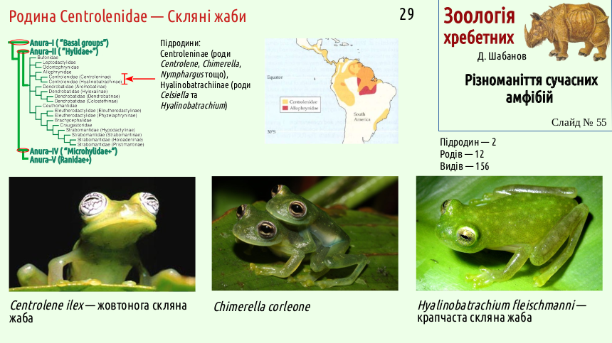 Recent Amphibians 55