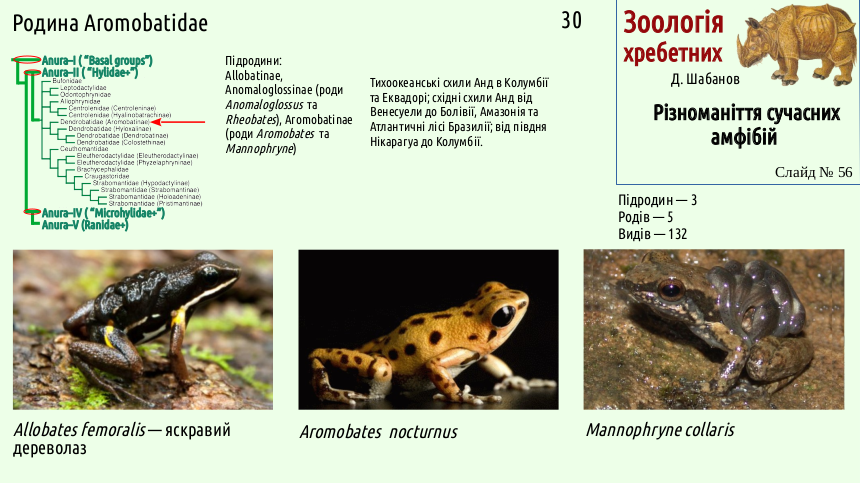 Recent Amphibians 56