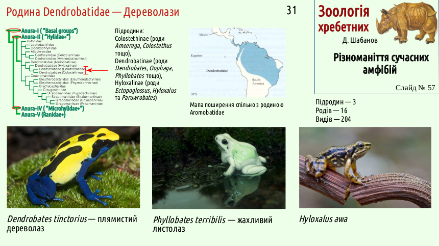 Recent Amphibians 57