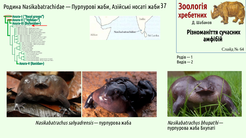 Recent Amphibians 64