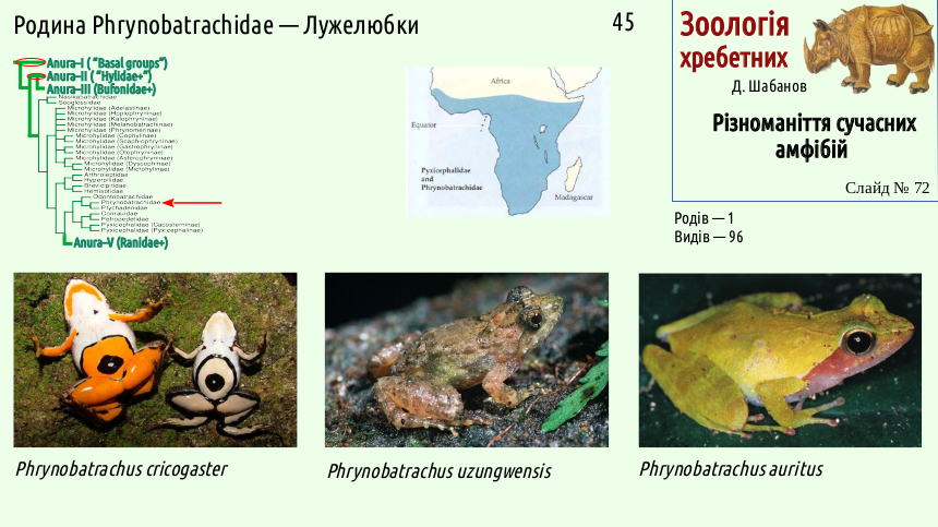 Recent Amphibians 72