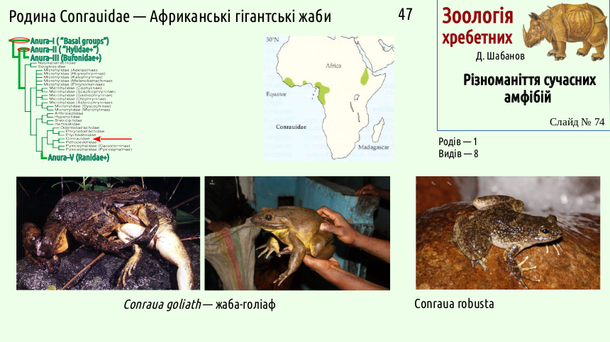 Recent Amphibians 74