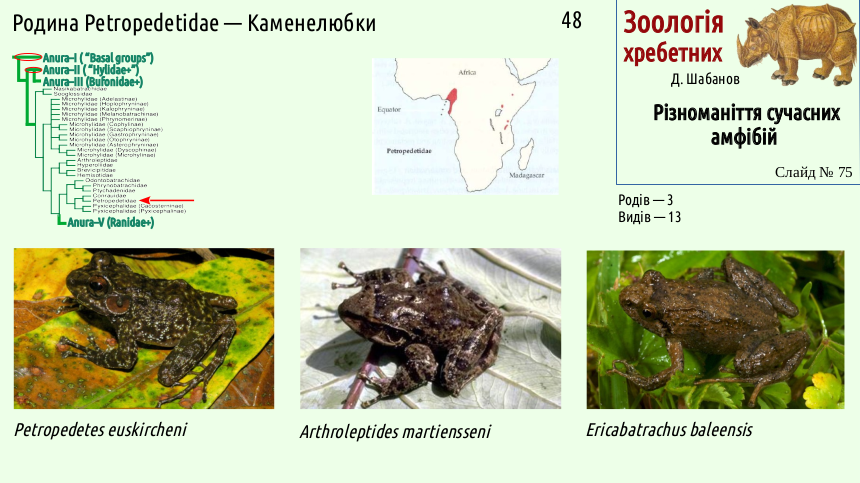 Recent Amphibians 75