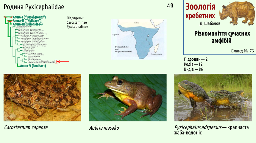 Recent Amphibians 76