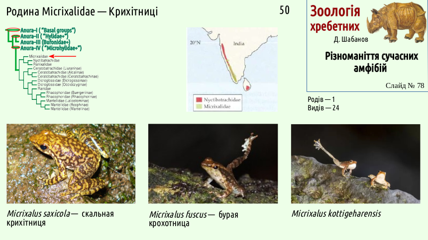 Recent Amphibians 78
