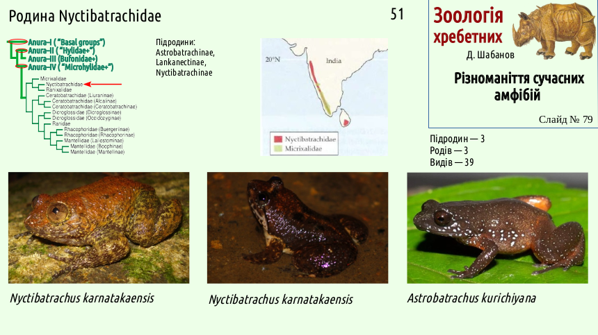 Recent Amphibians 79