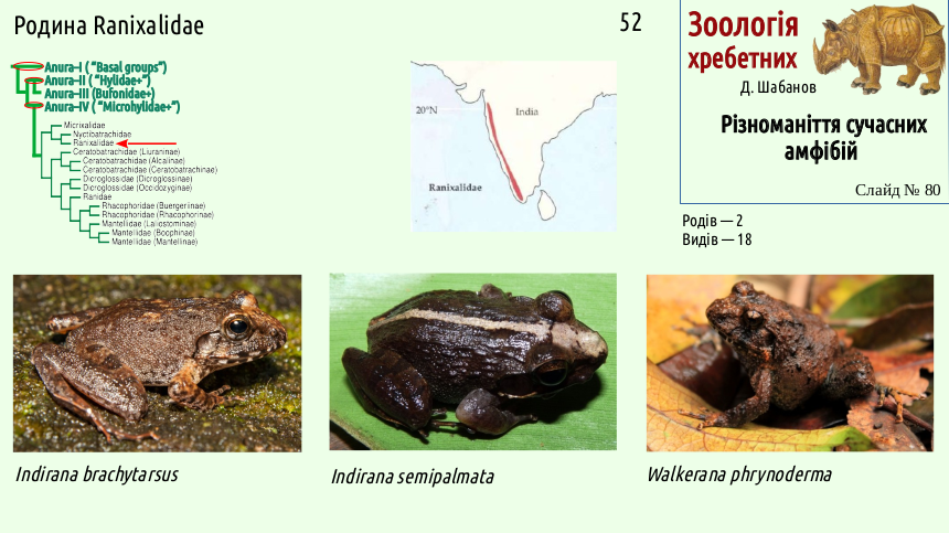 Recent Amphibians 80