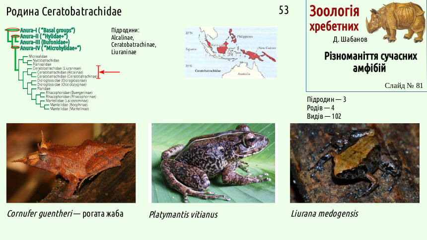 Recent Amphibians 81