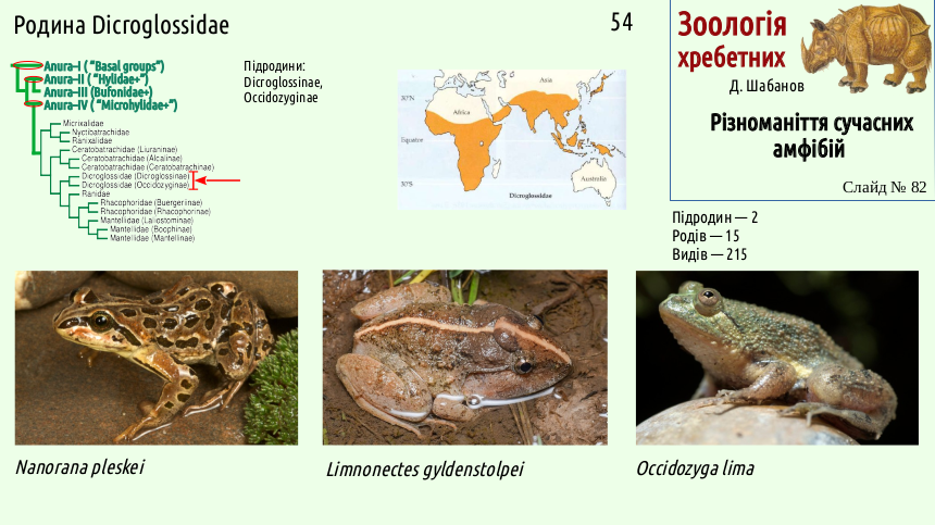 Recent Amphibians 82