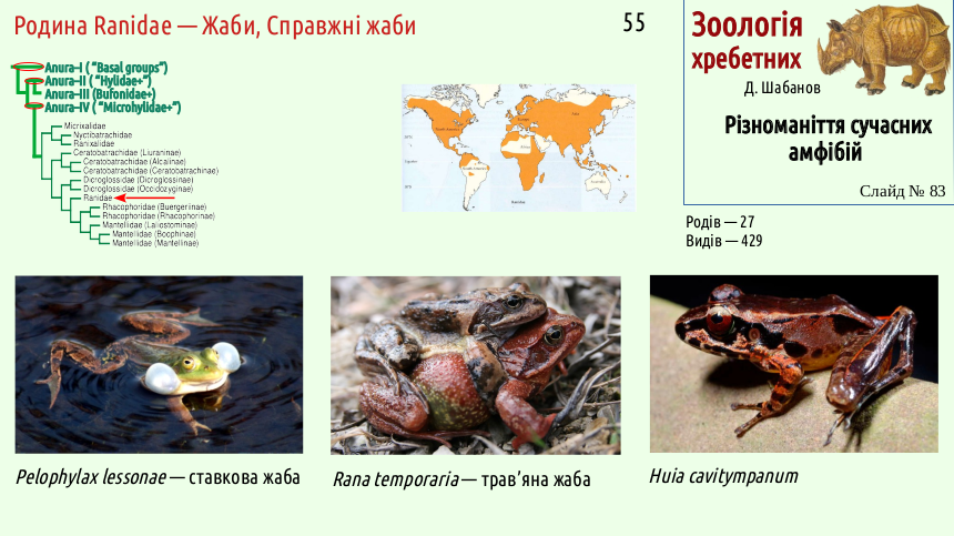 Recent Amphibians 83