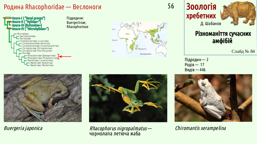 Recent Amphibians 84