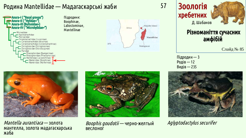 Recent Amphibians 85