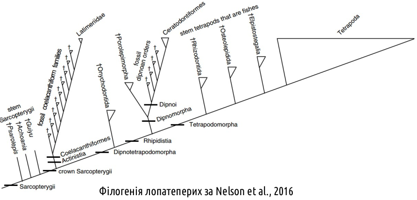 Sarcopterygii 01