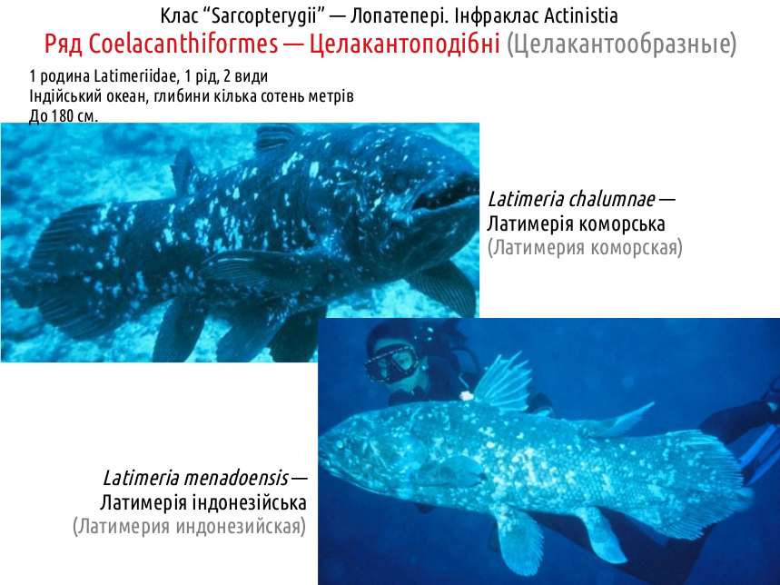 Sarcopterygii 02