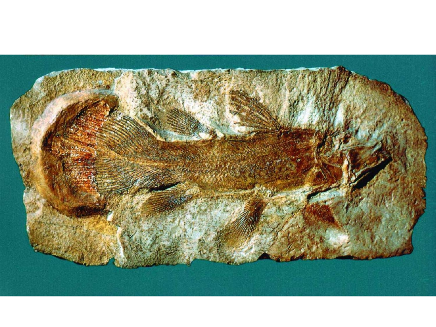 Sarcopterygii 04