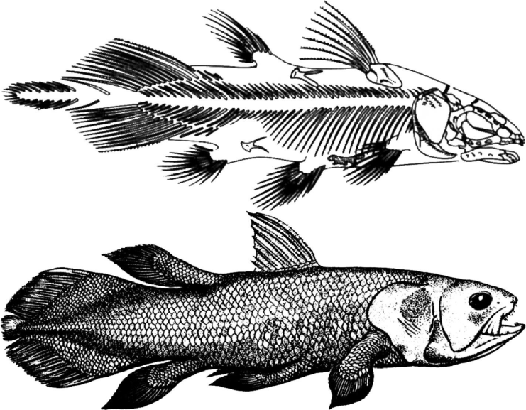 Sarcopterygii 05