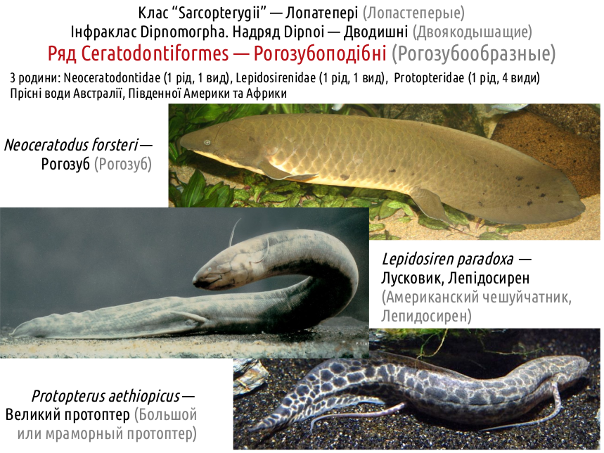 Sarcopterygii 07
