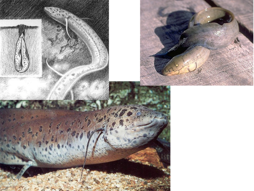Sarcopterygii 08