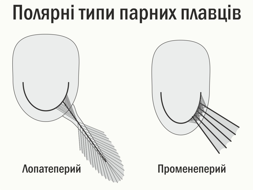 Sarcopterygii 09