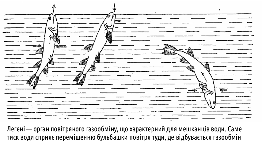 Sarcopterygii 11