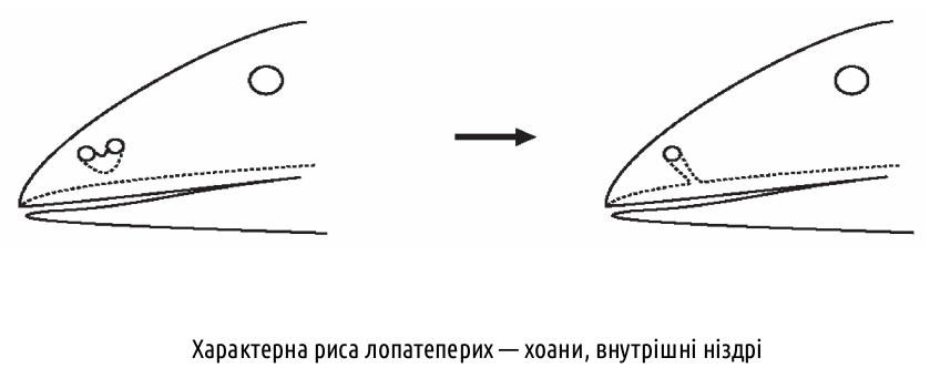 Sarcopterygii 12