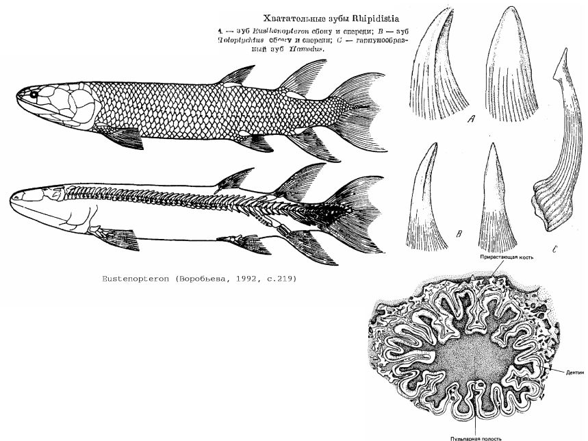 Sarcopterygii 15