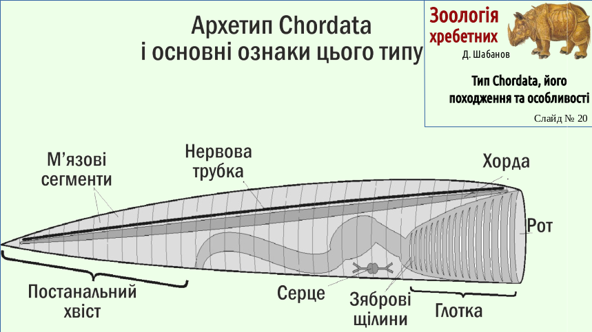 Zoo 02 Chordata 20