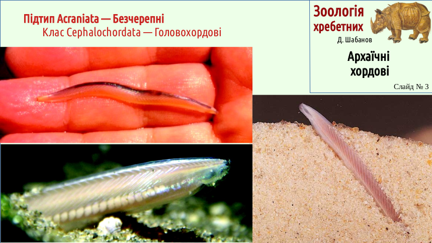 Zoo 03 Acrania Agnatha 03