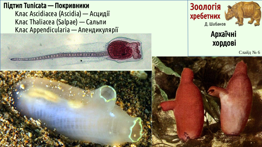 Zoo 03 Acrania Agnatha 06