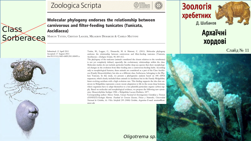 Zoo 03 Acrania Agnatha 11