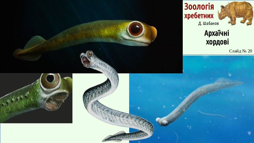 Zoo 03 Acrania Agnatha 20